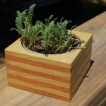 Wooden Desk Planter by Erde Designs