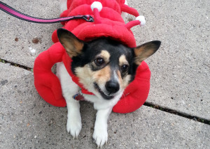 Lobster Dog