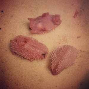 La De Blog - Hedgehog Babies made by Art3mis