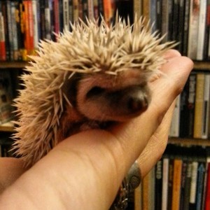 La De Blog - Art3mis 2 week old baby hedgehogs hoglets